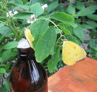 Australian Butterfly Sanctuary- Virtual Interactive Tour With Private Guide - Rental Cars