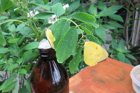 Australian Butterfly Sanctuary- Virtual Interactive Tour With Private Guide - Rental Cars 0