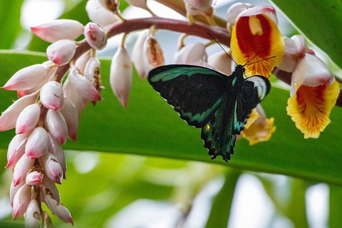 Australian Butterfly Sanctuary- Virtual Interactive Tour With Private Guide - Rental Cars 2