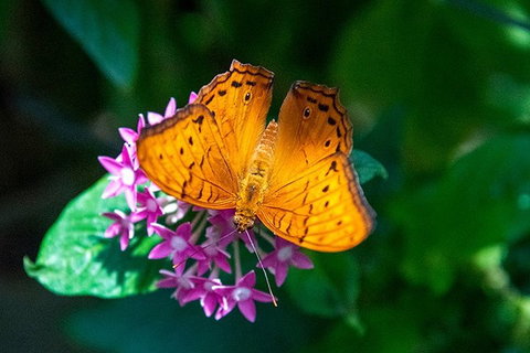 Australian Butterfly Sanctuary- Virtual Interactive Tour With Private Guide - Rental Cars 3