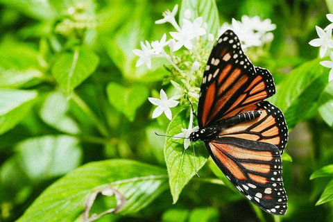 Australian Butterfly Sanctuary- Virtual Interactive Tour With Private Guide - Rental Cars 4