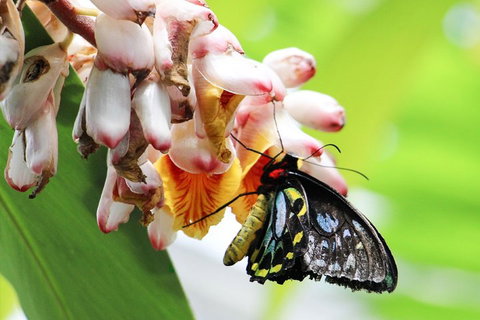Australian Butterfly Sanctuary- Virtual Interactive Tour With Private Guide - Rental Cars 5