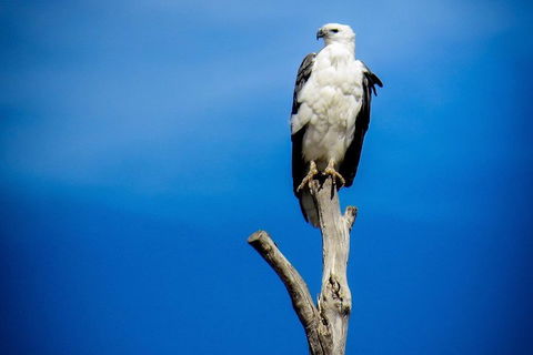 Kangaroo Island 75-Minute Ocean Safari - Rental Cars 0