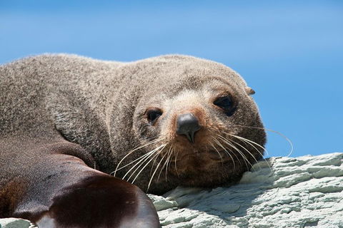 Kangaroo Island 75-Minute Ocean Safari - Rental Cars 1