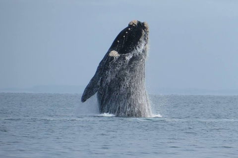 Kangaroo Island 75-Minute Ocean Safari - Rental Cars 2