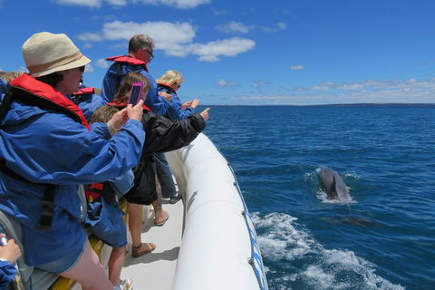 Kangaroo Island 75-Minute Ocean Safari - Rental Cars 3