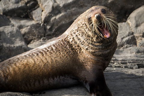 Kangaroo Island 75-Minute Ocean Safari - Rental Cars 5