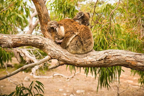 10 Day Perth To Adelaide Private Tour - The Great Australian Wilderness Journey - Rental Cars 4
