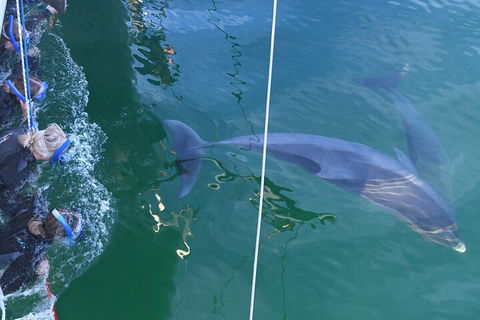 Dolphin Cruise From Adelaide With Optional Dolphin Swim - Rental Cars 0