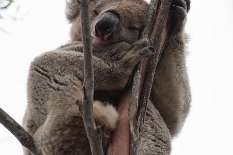 2-Day Kangaroo Island 4WD Small-Group Tour From Adelaide - Rental Cars 0