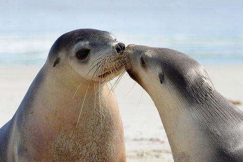 2 Day Ultimate Kangaroo Island With Return Ferry - Rental Cars 2