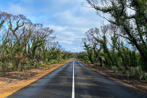 2 Day Ultimate Kangaroo Island With Return Ferry - Rental Cars 4