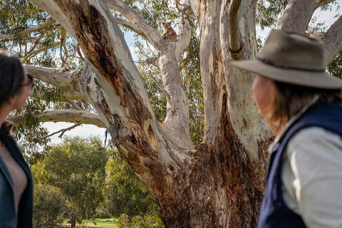 Full Day Flinders Chase Tour From Kangaroo Island - Rental Cars 5