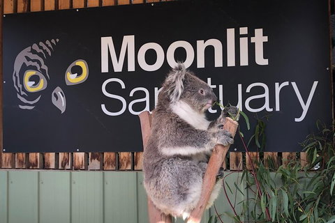 Small-Group Phillip Island Day Trip From Melbourne - Rental Cars 3