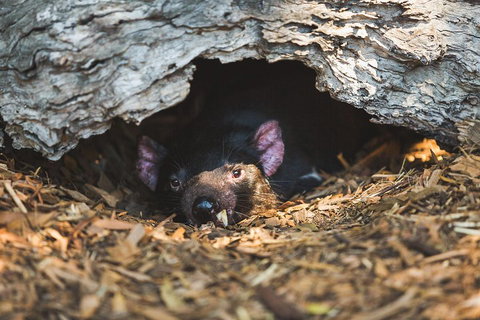 Private Tour: Phillip Island, Penguin Parade And Moonlit Sanctuary Conservation Park From Melbourne - Rental Cars 0