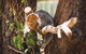 Private Tour: Phillip Island, Penguin Parade And Moonlit Sanctuary Conservation Park From Melbourne - thumb 1