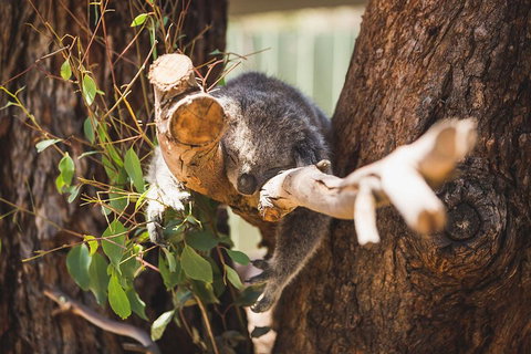 Private Tour: Phillip Island, Penguin Parade And Moonlit Sanctuary Conservation Park From Melbourne - Rental Cars 1