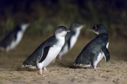 Private Tour: Phillip Island, Penguin Parade And Moonlit Sanctuary Conservation Park From Melbourne - Rental Cars 2