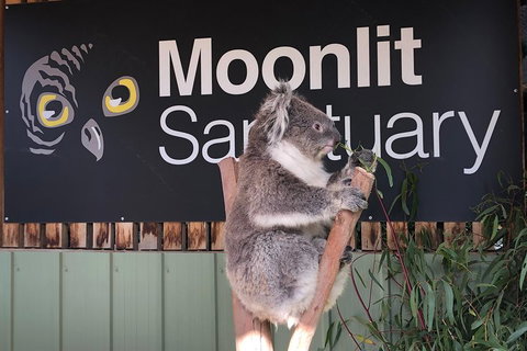 Private Tour: Phillip Island, Penguin Parade And Moonlit Sanctuary Conservation Park From Melbourne - Rental Cars 3