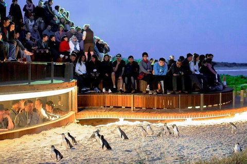 Private Tour: Phillip Island, Penguin Parade And Moonlit Sanctuary Conservation Park From Melbourne - Rental Cars 4