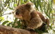 Private Tour: Phillip Island, Penguin Parade And Moonlit Sanctuary Conservation Park From Melbourne - thumb 5
