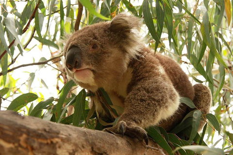 Private Tour: Phillip Island, Penguin Parade And Moonlit Sanctuary Conservation Park From Melbourne - Rental Cars 5