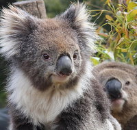 Kuranda Koala Gardens and Birdworld Admission Tickets - Rental Cars