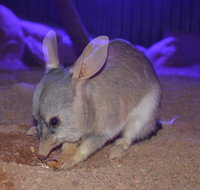 Kuranda Wildlife Experience Three Attraction Pass - Rental Cars