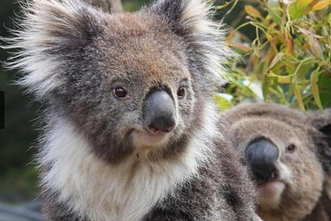 Kuranda Koala Gardens General Entry Ticket - Rental Cars 1