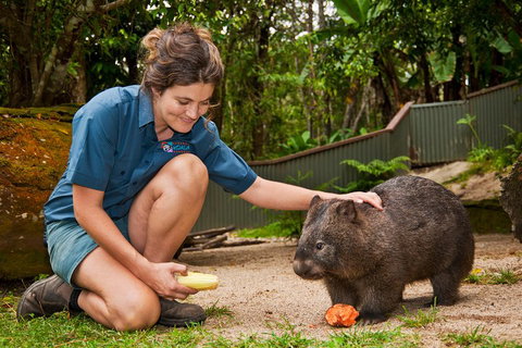 Kuranda Koala Gardens General Entry Ticket - Rental Cars 4