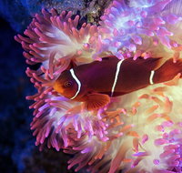 Cairns Aquarium by Twilight with 3-Course Dinner - Rental Cars