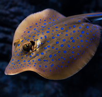 Cairns Aquarium Tour by Twilight with Drink and Appetiser - Rental Cars