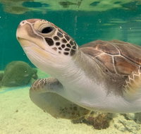 Cairns Aquarium Marine Life Encounter Ticket with 2-Course Lunch - Rental Cars