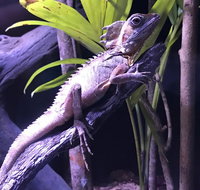 Cairns Aquarium Admission Ticket - Rental Cars
