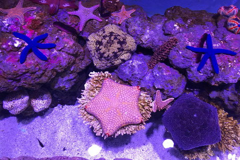 Cairns Aquarium Admission Ticket - Rental Cars 5
