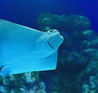 Cairns Aquarium Family Ticket - Rental Cars