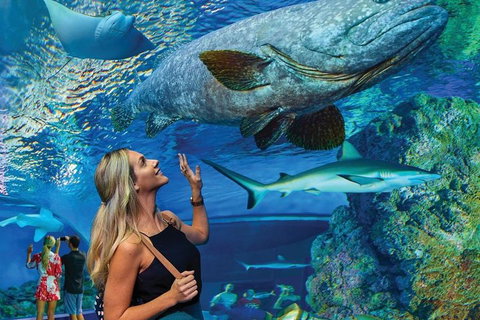Cairns Aquarium Family Ticket - Rental Cars 3