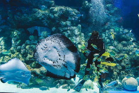 Cairns Aquarium Family Ticket - Rental Cars 4