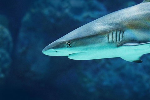 Cairns Aquarium Family Ticket - Rental Cars 5