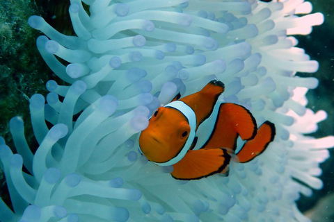 Seastar Luxury Outer Great Barrier Reef Island And Reef Tour From Cairns - Rental Cars 0