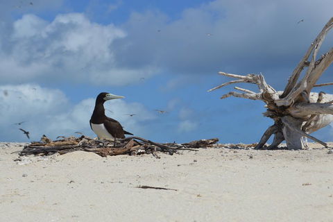 Seastar Luxury Outer Great Barrier Reef Island And Reef Tour From Cairns - Rental Cars 1