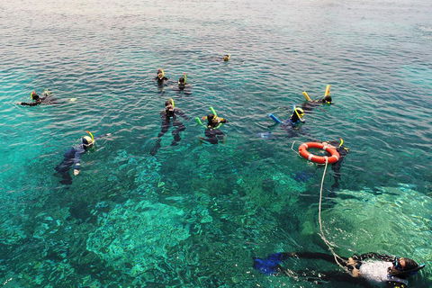 Seastar Luxury Outer Great Barrier Reef Island And Reef Tour From Cairns - Rental Cars 2
