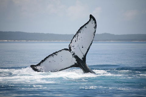 Hervey Bay Whale Watching Cruise - Rental Cars 0