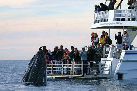 Hervey Bay Whale Watching Cruise - Rental Cars 1