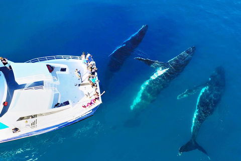 Hervey Bay Whale Watching Cruise - Rental Cars 3
