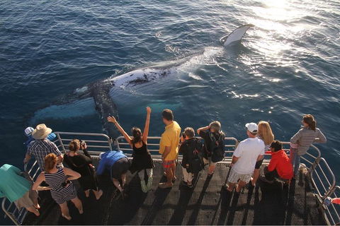 Hervey Bay Whale Watching Cruise - Rental Cars 4