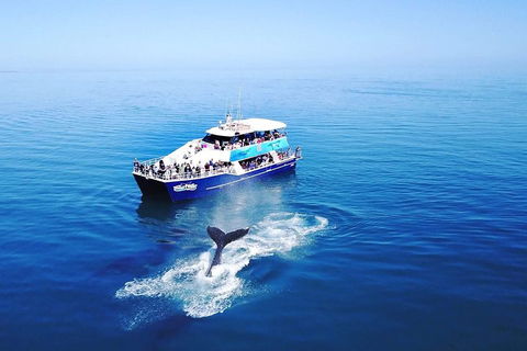 Hervey Bay Whale Watching Cruise - Rental Cars 5