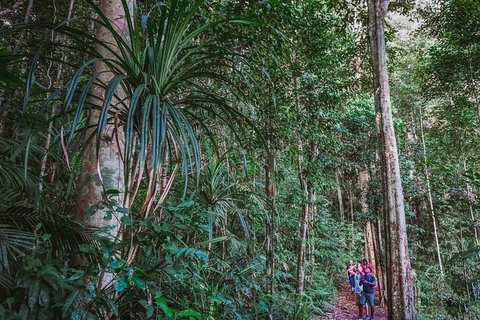 Atherton Tablelands Rain Forest By Night From Cairns - Rental Cars 0