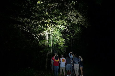 Atherton Tablelands Rain Forest By Night From Cairns - Rental Cars 2