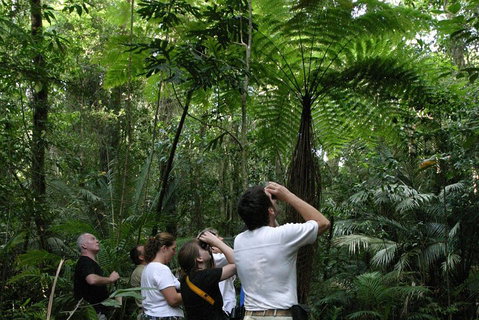 Atherton Tablelands Rain Forest By Night From Cairns - Rental Cars 3